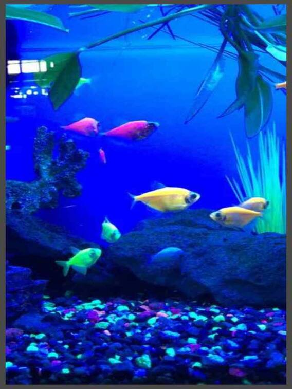 వాస్తు ప్రకారం అక్వేరియంలో ఎన్ని చేపలుండాలి