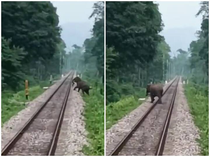 loco pilot stop train as elephant crosses tracks in North Bengal Watch: रेलवे ट्रैक पर अचानक आ पहुंचा विशालकाय हाथी, लोको पायलट की सतर्कता से बची जान