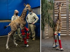 This Baby Giraffe Was Born With A Disorder, Special Orthotic Braces Saved Her Life