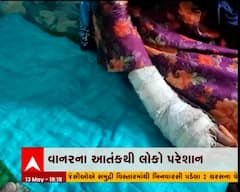 અમદાવાદના સરખેજમાં વાનરોનો આતંક 8 વ્યક્તિઓને ભર્યા બચકા