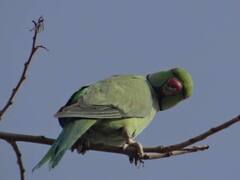 Bastar News: इस 'दगाबाज तोते' ने उड़ाई बस्तर पुलिस की नींद, जानिए पूरा मामला