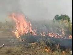 Beed Farmers News : बीडमध्ये अतिरिक्त उसाचा प्रश्न गंभीर, पुन्हा एका संतप्त शेतकऱ्याने पेटवला ऊस