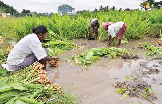 அமெரிக்க வேலையை உதறிவிட்டு மஞ்சள் வியாபாரம்...! கோடிகளில் வருமானம் ஈட்டும் சேலத்து இளைஞரின் கதை