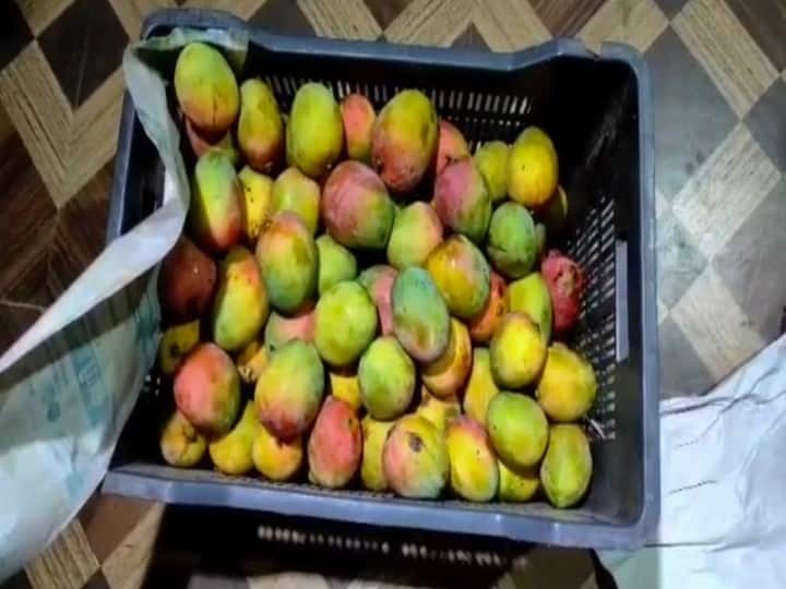 Food security officials raid fruit market and seize 100 kg of mangoes! Madurai: மாம்பழப் பிரியர்களே அலெர்ட்! மாட்டுத்தாவணியில் மாட்டிய 100 கிலோ மாம்பழங்கள்...! நடந்தது என்ன?
