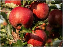 Diabetes Control: डायबिटीज के मरीज खाएं ये 5 फल, कंट्रोल रहेगा ब्लड शुगर लेवल