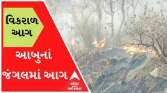 માઉન્ટ આબુના જંગલમાં મોડી રાતે ફાટી નીકળી વિકરાળ આગ, અનેક પક્ષીઓના મોતની આશંકા