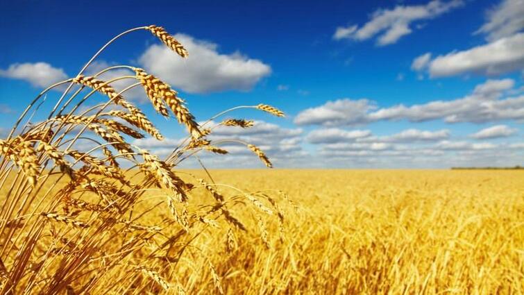 Egypt to buy 500,000 tonnes of wheat from India Wheat News : इजिप्त भारताकडून 500,000 टन गहू करणार  खरेदी