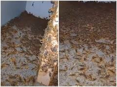 Watch: बेसमेंट में नजर आए लाखों की तादाद में बिच्छू, देखकर दहल जाएगा दिल