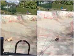 Watch: हैरतअंगेज अंदाज में डॉगी ने रोलर-स्केट्स पर दिखाया अपना जलवा, दिल जीत लेगा वीडियो