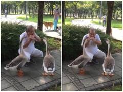 Watch: शख्स ने पार्क में गीज के सामने बजाया हारमोनिका, दिल जीत लेगा वीडियो