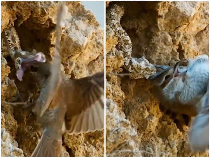A bird attacking a poisonous snake barely survived Watch: भयानक सांप पर हमला करना पक्षी को पड़ा भारी, मुश्किल से बची जान