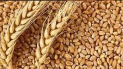 Wheat Export: বাজারদরে লাগাম টানতে গম রফতানি বন্ধ করল কেন্দ্র।Bangla News