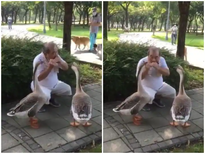 Watch: ਪਾਰਕ 'ਚ ਗੀਜ਼ ਦੇ ਸਾਹਮਣੇ ਸ਼ਖਸ ਨੇ ਵਜਾਇਆ ਹਾਰਮੋਨਿਕਾ , ਦਿਲ ਜਿੱਤ ਲਵੇਗਾ ਵੀਡੀਓ Watch: ਪਾਰਕ 'ਚ ਗੀਜ਼ ਦੇ ਸਾਹਮਣੇ ਸ਼ਖਸ ਨੇ ਵਜਾਇਆ ਹਾਰਮੋਨਿਕਾ , ਦਿਲ ਜਿੱਤ ਲਵੇਗਾ ਵੀਡੀਓ