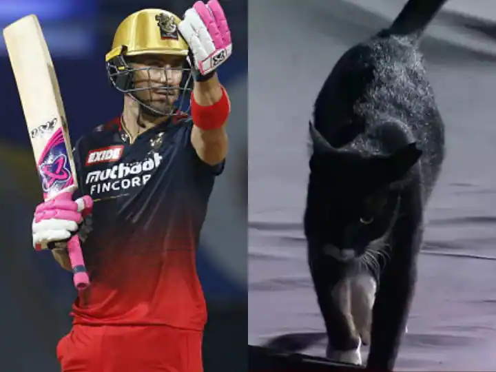 IPL 2022: IPL ਮੈਚ ਦੇਖਣ ਆਈ ਬਿੱਲੀ, ਰੋਕਣਾ ਪਿਆ ਮੈਚ , ਦੇਖੋ ਵਾਇਰਲ ਵੀਡੀਓ