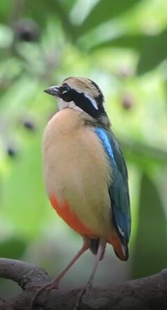 Monsoon 2022: पावसाची चाहुल देणारा नवरंग कोकणात; पाहा खास फोटो