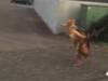 Viral Video : मांजरीची छेड काढणं कुत्र्याला पडलं महाग, पुढे काय झालं तुम्हीच पाहा