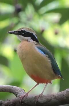 Monsoon 2022: पावसाची चाहुल देणारा नवरंग कोकणात; पाहा खास फोटो