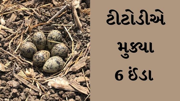 Lapwing  lays 6 eggs in Olpad, Surat, find out what Folklore  says સુરતના ઓલપાડમાં ટીટોડીએ મુક્યા 6 ઈંડા, જાણો શું કહે છે લોકવાયકા