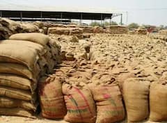 MP Wheat Procurement: शिवराज सरकार का बड़ा फैसला, अब 31 मई तक होगी गेहूं की खरीदी