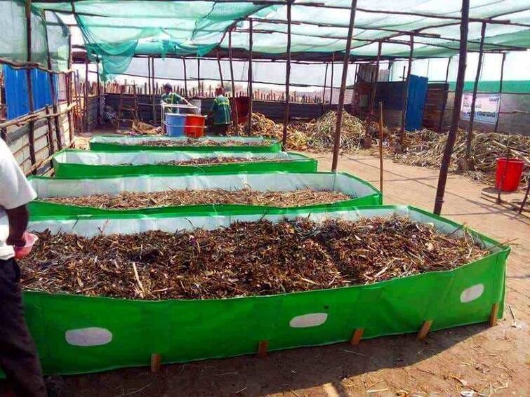 Know how to do vermicompost farming farmers can earns lakhs of ruppess Vermicompost Farming: વર્મીકંપોસ્ટ ખાતરથી ખેડૂતો કમાઈ શકે છે લાખોનો નફો, જાણો કેવી રીતે કરશો તૈયાર