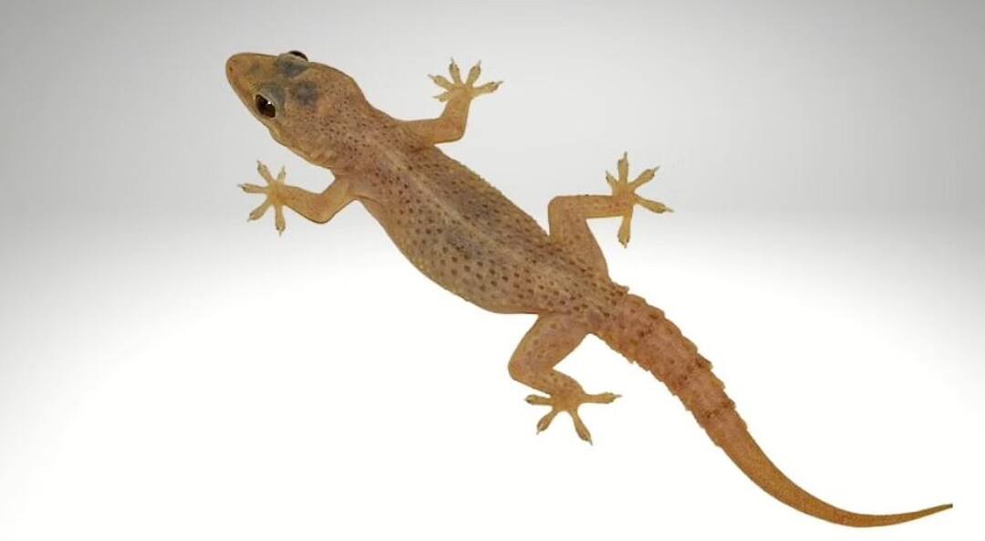 How to get rid of lizards home remedy, know in details ਘਰ 'ਚ ਕਿਰਲੀਆਂ ਤੋਂ ਹੋ ਪ੍ਰੇਸ਼ਾਨ ਹੋ ਤਾਂ ਕਰੋ ਇਹ ਘਰੇਲੂ ਉਪਾਅ