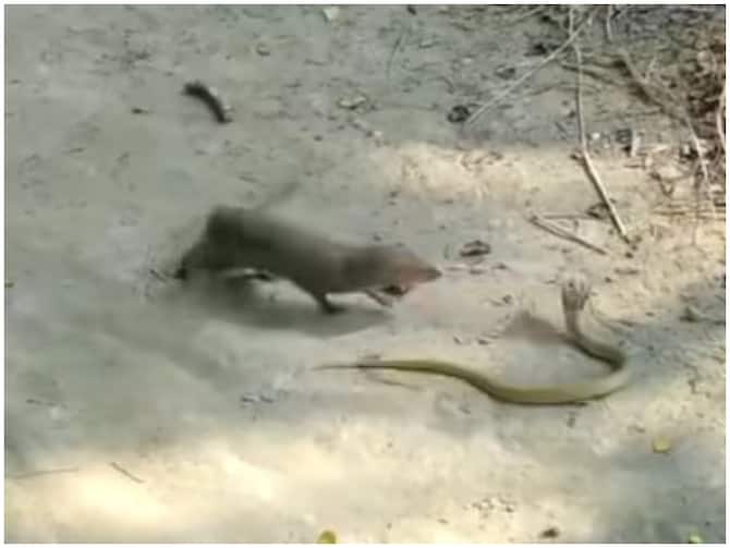 Fight Between King Cobra And Mongoose, Senses Will Fly Away, See Viral  Video | Watch: किंग कोबरा और नेवले की ऐसी लड़ाई देखकर उड़ जाएंगे होश,  वीडियो वायरल