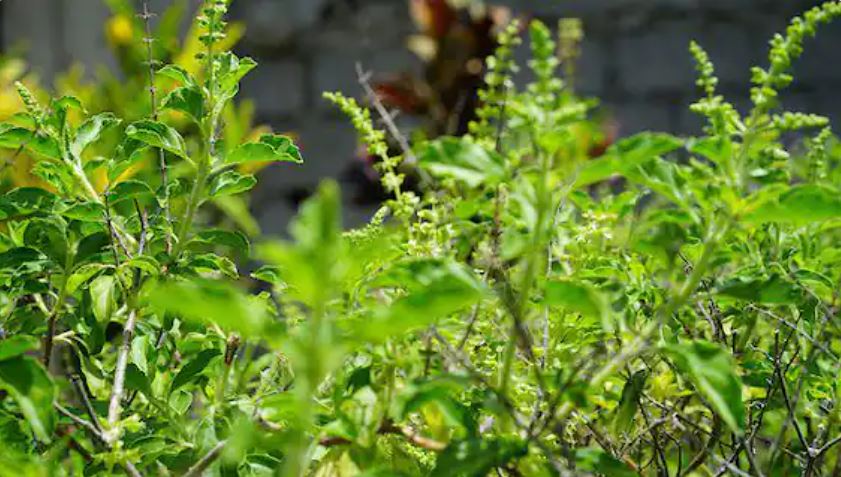 Know the process of Tulsi cultivation in monsoon gives good