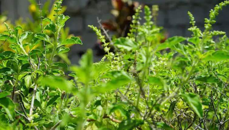 Herbal Farming Is Better For Farmers Health And Wealth Herbal Farming: जड़ी-बूटियों के खेती से मालामाल होंगे किसान, कृषि विभाग देगा मुफ्त ट्रेनिंग