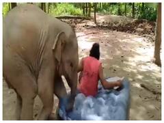 WATCH | Baby Elephant Tussles With Keeper Over Mattress, Netizens Delighted Over Viral Video
