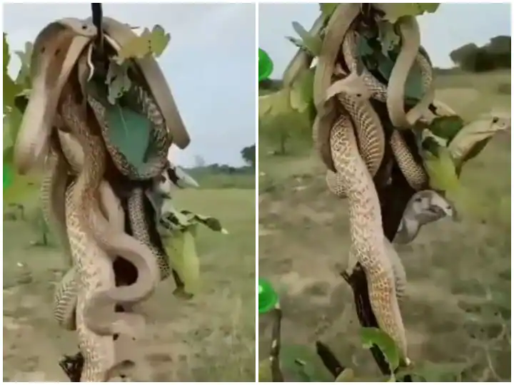 Watch : ਜਦੋਂ ਕਿੰਗ ਕੋਬਰਾ ਦਾ ਝੁੰਡ ਆਪਸ 'ਚ ਭਿੜਿਆ, ਵੀਡੀਓ ਵੇਖ ਉੱਡੇ ਹੋਸ਼