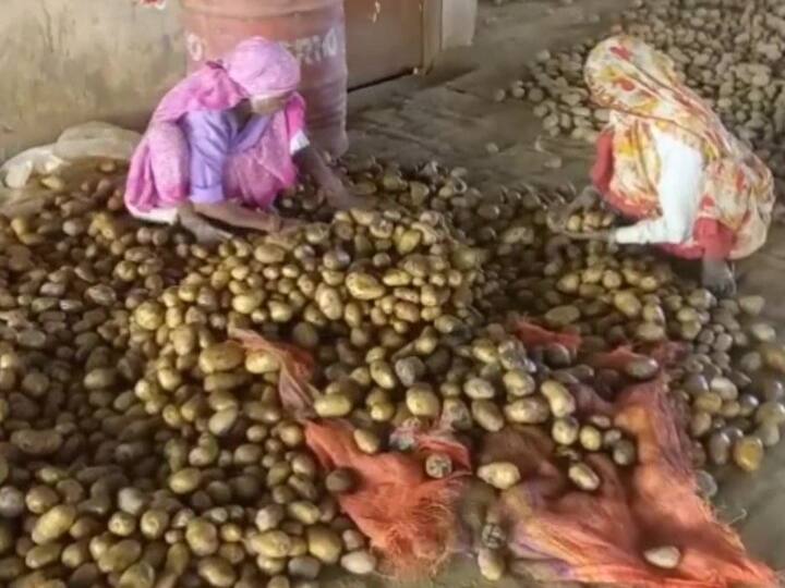 Uttar Pradesh Sambhal Farmers say potato crop affected due to scorching heat and incurring heavy losses due to the rise in temperature UP News: भीषण गर्मी के बीच बढ़ी किसानों की परेशानी, तापमान बढ़ने से आलू हो रहा खराब