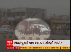 પાટણ રાધનપુરમાં રખડતા ઢોરનો આતંક