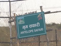 UP: इटावा सफारी पार्क में तेंदुए की दहशत से मिली राहत, बाउंड्री के पास मिले पैर के निशान