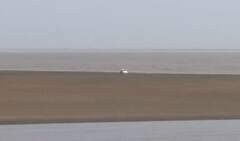 ખંભાતના અખાતમાં ભરતી આવતા કાર પાણીની વચ્ચે ફસાઈ