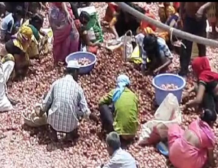 Buldhana News Updates Two hundred quintals of onion felt free ...म्हणूनच शेतकऱ्याला 'राजा' म्हणतात! भाव मिळत नसल्याने दोनशे क्विंटल कांदा मोफत वाटला 