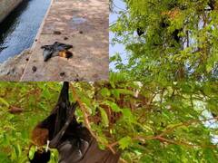 Agar-Malwa Weather News: आगर मालवा में भीषण गर्मी का असर, पिछले तीन-चार दिनों में कई चमगादड़ों की मौत