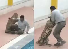 Viral Video : बिबट्याशी एक हाती झुंज यशस्वी, अंगावर शहारे आणणारा थरारक लढतीचा व्हिडीओ व्हायरल