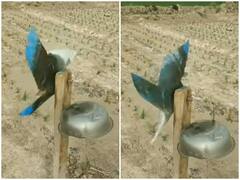 Watch: चिड़िया को खेत से भगाने के लिए किसान ने लगाया दिमाग, जुगाड़ लगाकर बनाया अनोखा यंत्र