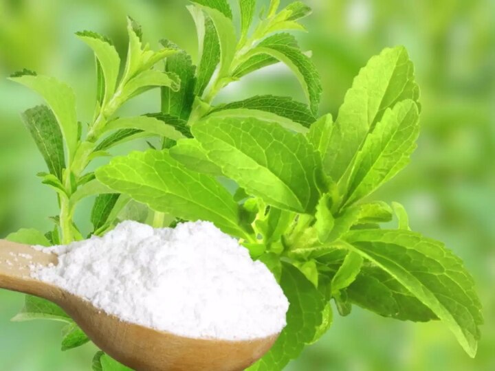 Stevia Sugar : கரும்பு சர்க்கரைக்கு மாற்றாக சீனித்துளசி.. என்னென்ன நன்மைகள் இருக்குன்னு தெரியுமா?