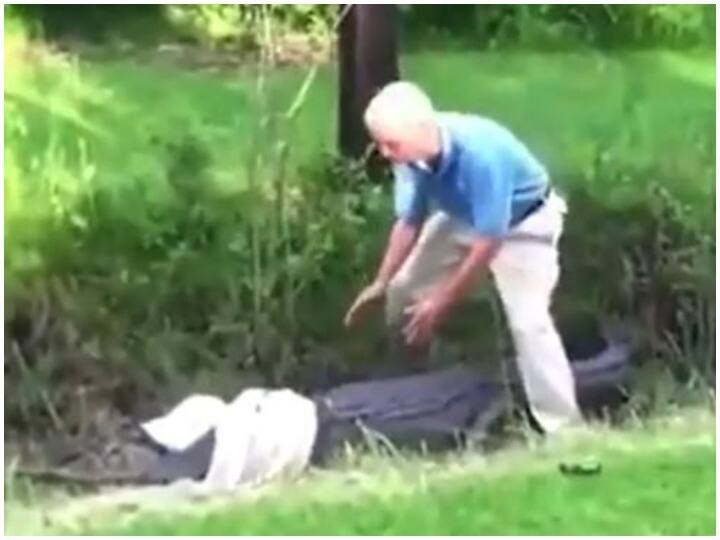 Crocodile attacked an elderly man in a Shocking Video Watch: बुजुर्ग शख्स को भारी पड़ा मगरमच्छ पकड़ना, एक ही झटके में हो जाती मौत
