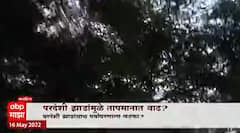 Trees Special Report : परदेशी झाडांमुळे तापमानवाढ? कोणत्या झाडांमुळे होतेय तापमानात वाढ