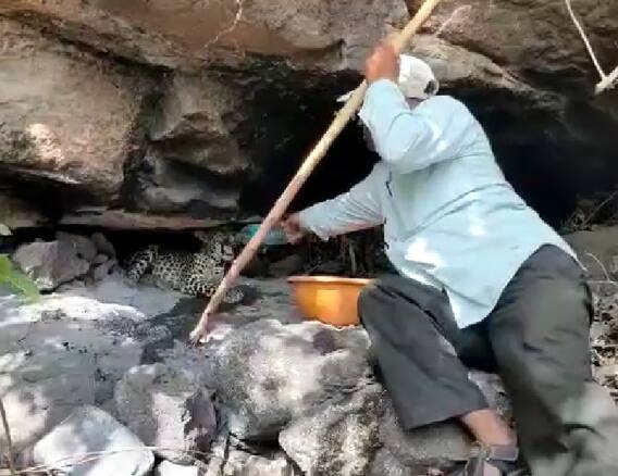 जंगलातील गुहेत जात वनकर्मचाऱ्यानं बिबट्याच्या बछड्यांना बाटलीनं पाणी पाजलं; व्हिडिओ व्हायरल, होतंय कौतुक जंगलातील गुहेत जात वनकर्मचाऱ्यानं बिबट्याच्या बछड्यांना बाटलीनं पाणी पाजलं; व्हिडिओ व्हायरल, होतंय कौतुक