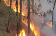 Kasauli ਦੇ ਜੰਗਲਾਂ 'ਚ ਅੱਗ ਦਾ ਤਾਂਡਵ, ਰਿਹਾਇਸ਼ੀ ਇਲਾਕਿਆਂ ਤੱਕ ਪੁੱਜੀ ਅੱਗ