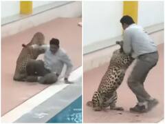 Watch: शख्स ने डंडे से किया खूंखार तेंदुए का सामना, हिम्मत के कायल हुए लोग