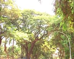 परदेशी वृक्ष ठरतायत तापमानवाढीस कारणीभूत; अभ्यासकांचा दावा