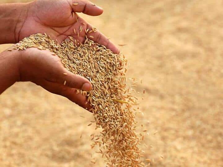 Telangana Paddy Farmers Suffer Huge Losses Due To Unseasonal Rains Telangana Paddy Farmers Suffer Huge Losses Due To Unseasonal Rains