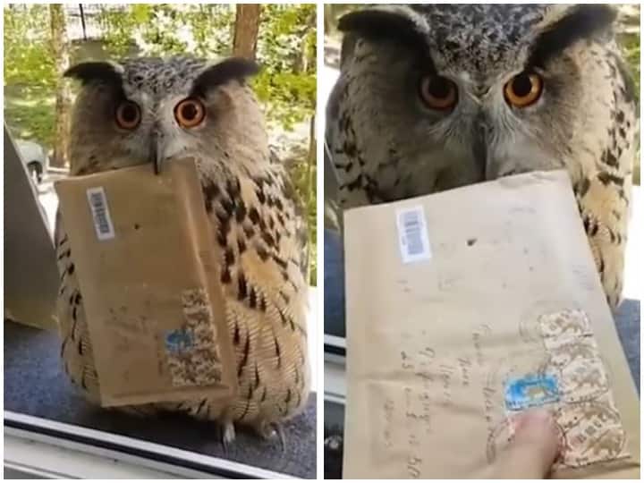 Owl arrived at man house with a letter reminded him of Harry Potter Watch: शख्स के घर पर चिट्ठी लेकर पहुंचा उल्लू, वीडियो ने दिलाई हैरी पॉटर की याद
