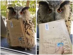 Watch: शख्स के घर पर चिट्ठी लेकर पहुंचा उल्लू, वीडियो ने दिलाई हैरी पॉटर की याद