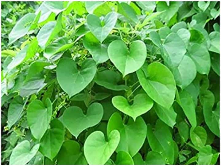 How To Plant Giloy Benefits Of Giloy Home Remedy For Corona How To Boost Immunity Naturally Health Tips: बस इस एक पौधे को घर में लगायें और बीमारियों से रहें हमेशा दूर