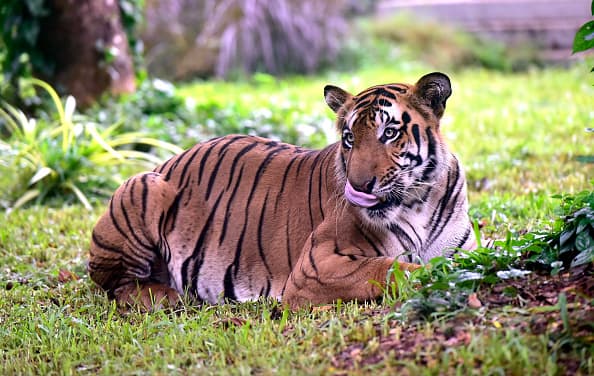 Rajasthan’s Ramgarh Vishdhari Sanctuary Notified As India's 52nd Tiger Reserve Rajasthan’s Ramgarh Vishdhari Sanctuary Notified As India's 52nd Tiger Reserve